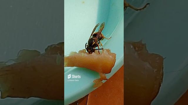 Рискнули бы погладить?.mp4