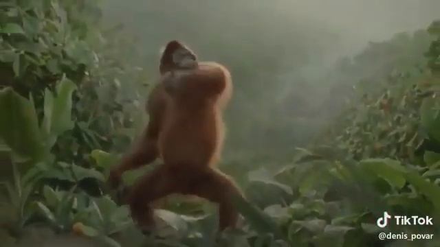 Пьяная обезьяна ????