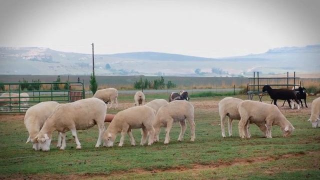 Funny farm animals sounds: - Cat Dog Elephant Deer Monkey Sheep Parrot - Cute animals