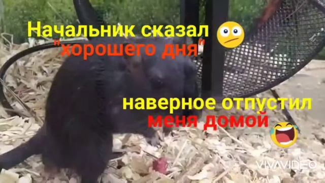 ?Шутки о работе. Юмор для хорошего настроения на фоне забавных видео