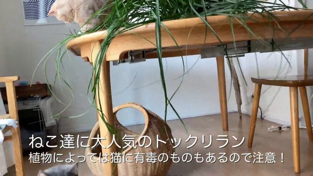 【植物と猫】植物と猫との暮らし | plants and cats | トックリランの剪定 | インテリアグリーン |