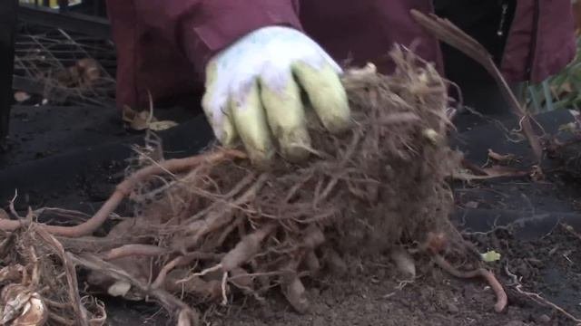 Gardening Tips : Identifying Flower Bulbs