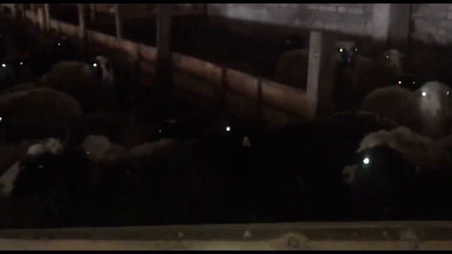 Доставляю баранов производителя подписчику