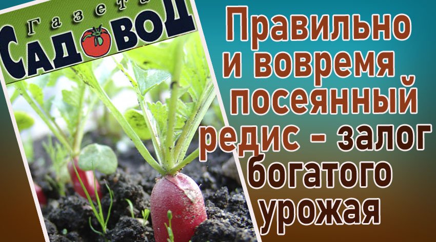 Правильно и вовремя посеянный редис - залог богатого урожая