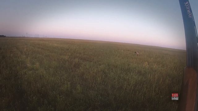 Quail hunting?ОХОТА НА ПЕРЕПЕЛА С ДРАТХХАРОМ АЛЬКОЙ?Оружие марки Beretta со стволами 660 12 калибр