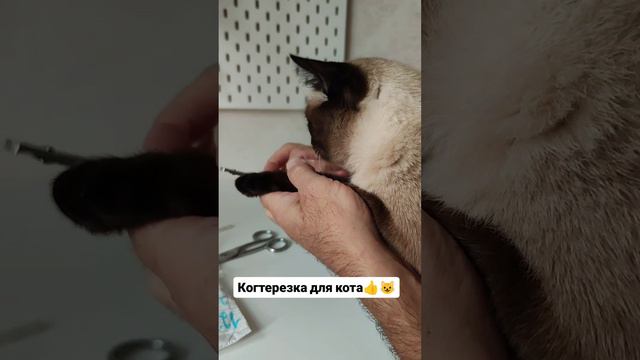 Когтерезка для кота 👍