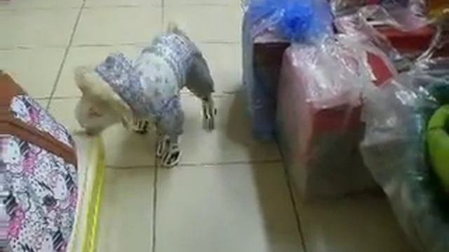 Наш Ричик,впервые в ботинках!хорошо пошёл))))