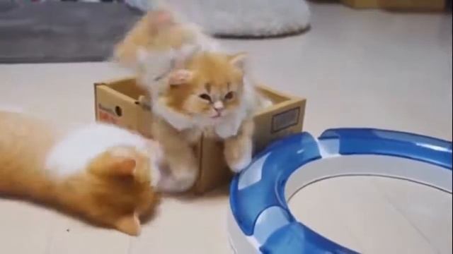 Маленькие котята  Видео про кошек и котят для детей  Детское видео про животных