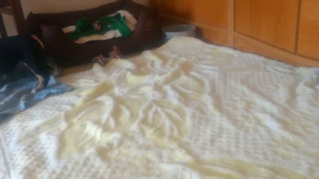 English bulldog puppy playing (2month).  Олицетворение обаяния. Двухмесячный бульдог играется.