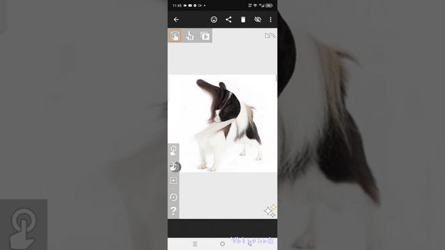 papillons 4