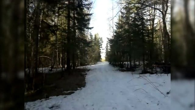 1 мая, Архангельская обл. Сугробы снега в лесу.