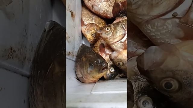 КАРАСЬ-рыба живучая)))