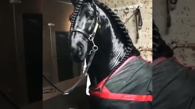 ? Самя Красивая #Лошад ?