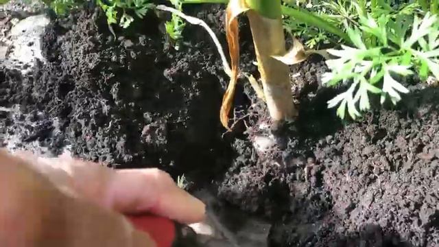 Harvesting Red Russian Garlic 👍