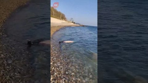 💬 В Сочи у берега найден мертвый дельфин, привязанный к камню.