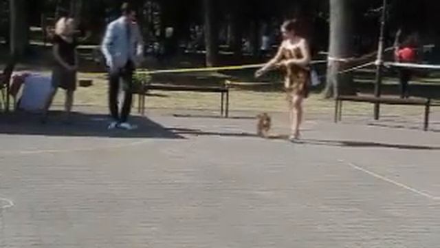 27.07.14 - Созвездие Псов Калининград Гурьевск   гриффоны MVI 1096