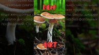 Ядовитые грибы всегда имеют опасные последствия для здоровья.