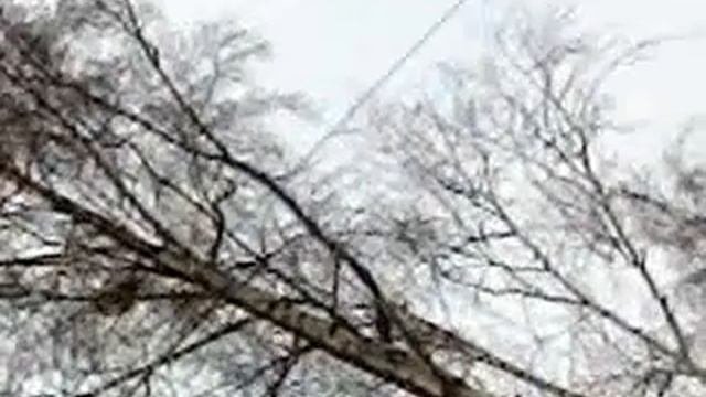 ворон или сова кто знает ??