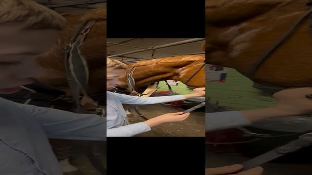 Уздечка с мексиканским капсюлем 
#лошади #конныйспорт #конюшня