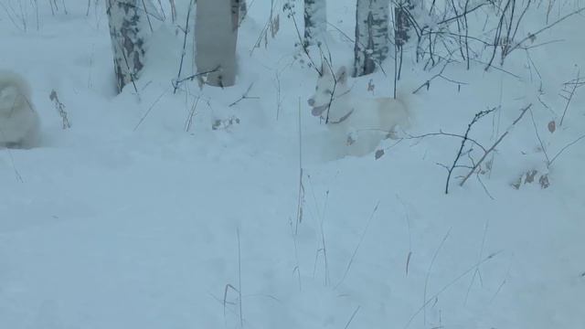 Пух. Лайка охотится - ныряет в снег