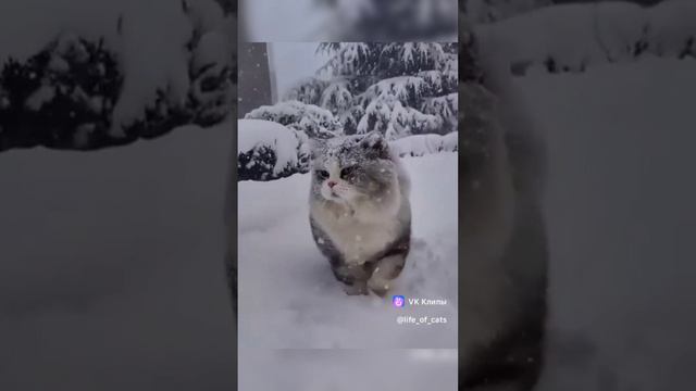Кот гуляет по сугробам #кот #животные #снег #зима #сугробы