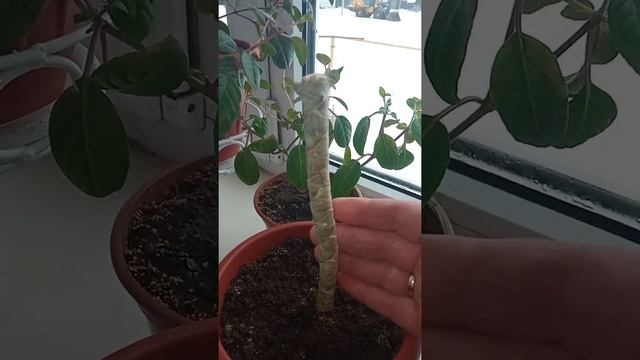 Как омолодить драцену???