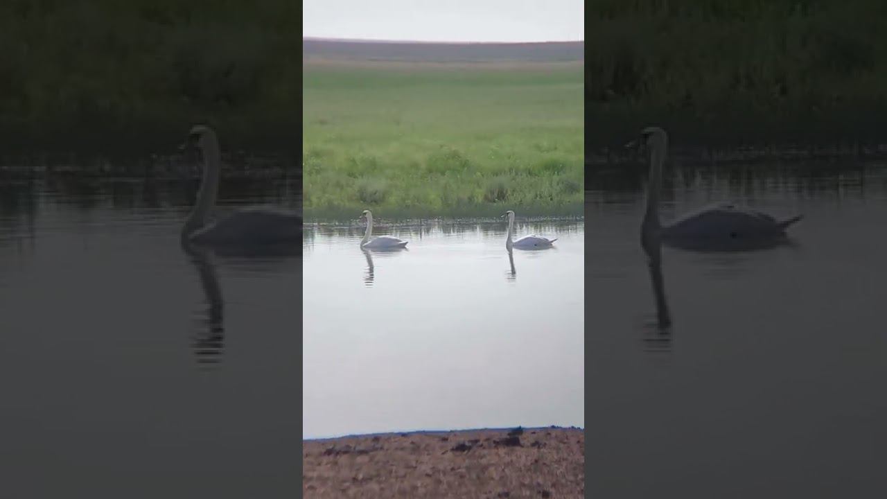 Пара лебедей