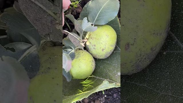 Яблочки в Зиме.