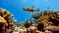 4k Fish Aquarium 4K Water Sound. The most Beautiful & Rare 4k Underwater Creature, 4k Ultra HD.