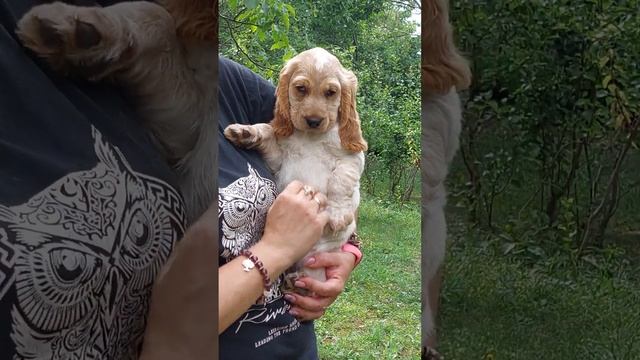 Султан милота , английский кокер спаниель продажа щенков доставка +79787402855