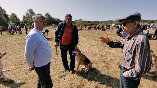 54_я Курская Областная выставка собак охотничьих пород. 12.09.2020г. (Ринг РГ) Эксперт Минкин В. А.