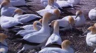 ВОТ КАКОЙ МИР ЖИВОТНЫХ