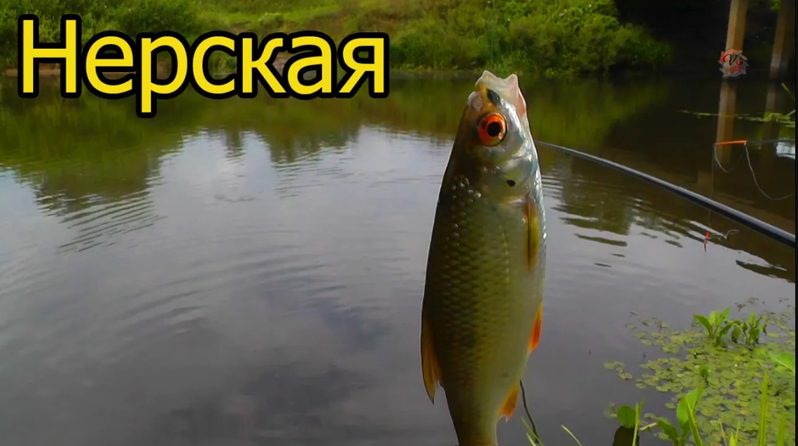 Рыбалка на реке Нерской, Конобеево, Подмосковье. Ловля на поплавочную удочку. Fishing