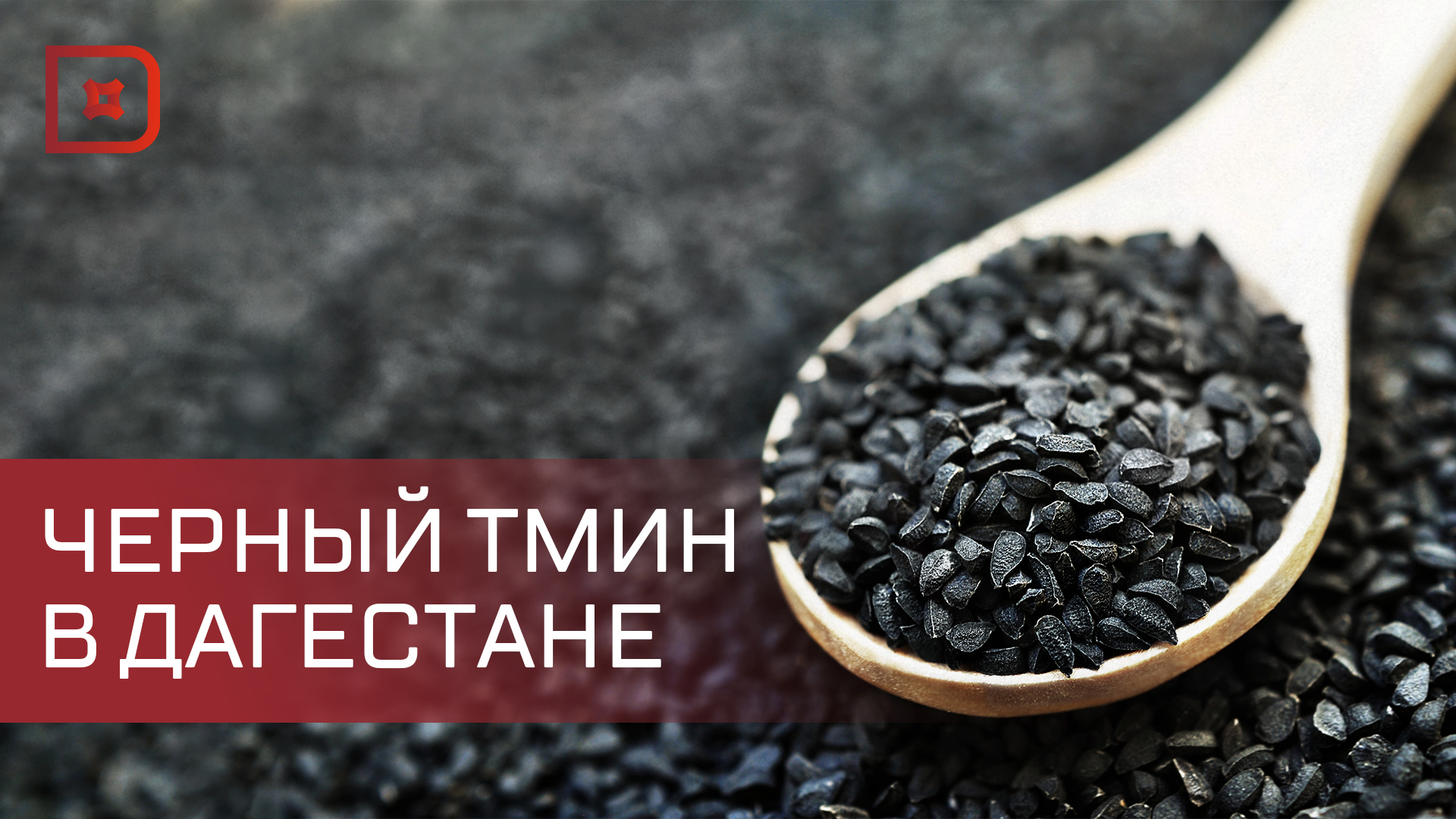 В Дагестане начали выращивать черный тмин