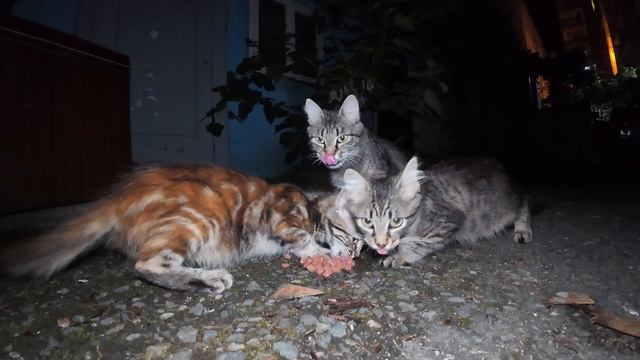 Голодная кошка делит еду с котятами!
