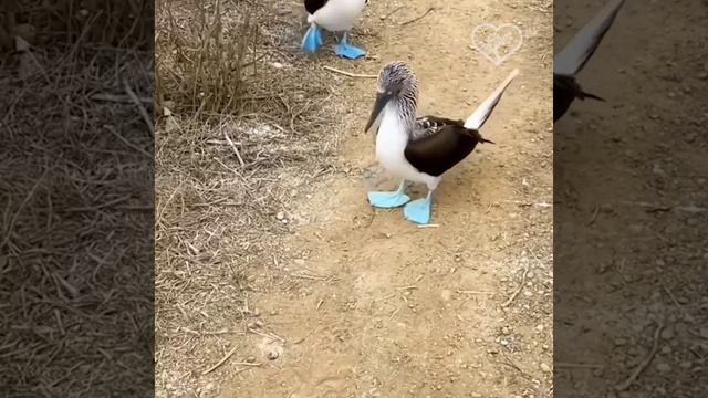 Эта смешная птичка с голубыми ластами называется голубоногая олуша