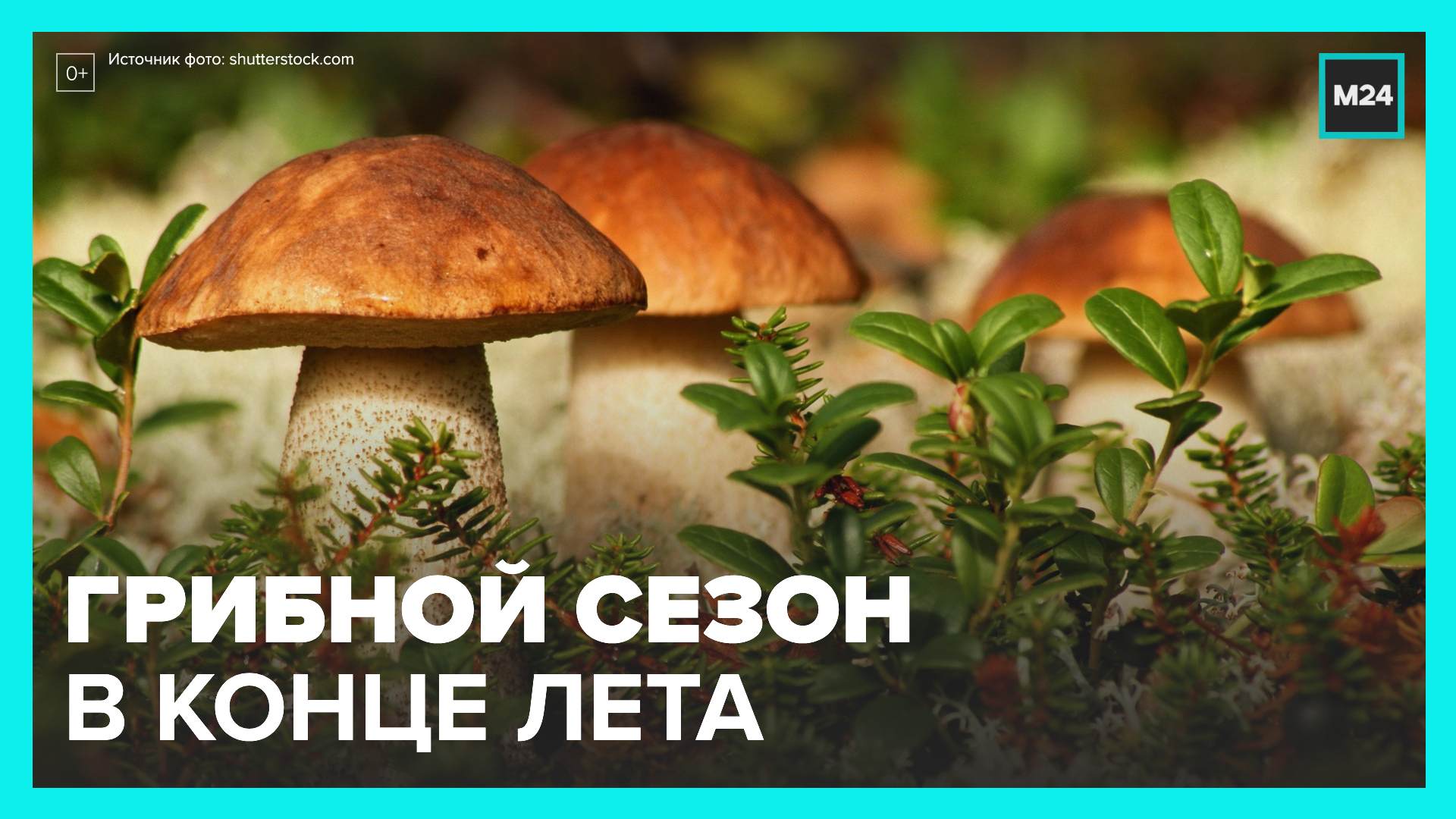 Грибной сезон в подмосковных лесах начнется во второй половине августа - Москва 24