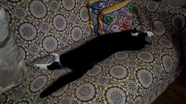 Кот Умка отвечает хозяину хвостом.