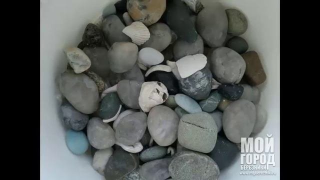 Правильное содержание и уход за красноухими черепахами
