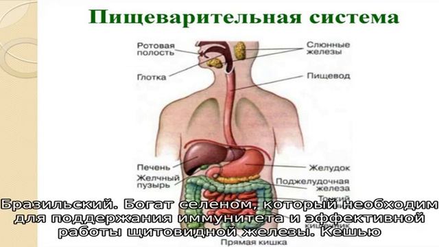 Можно ли собакам орехи и какие