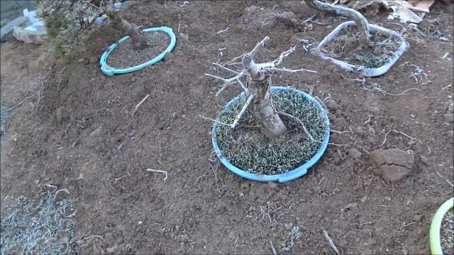 Наступление холодов в моем саду бонсай.