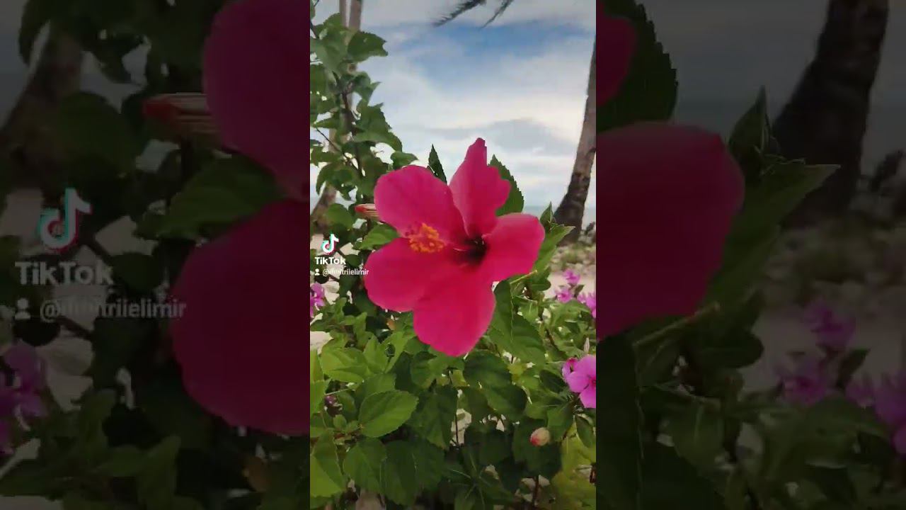 Flower on the beach of Boracay #pilipinas #flower #travel2023 #ocean #beach #boracayisland #nature