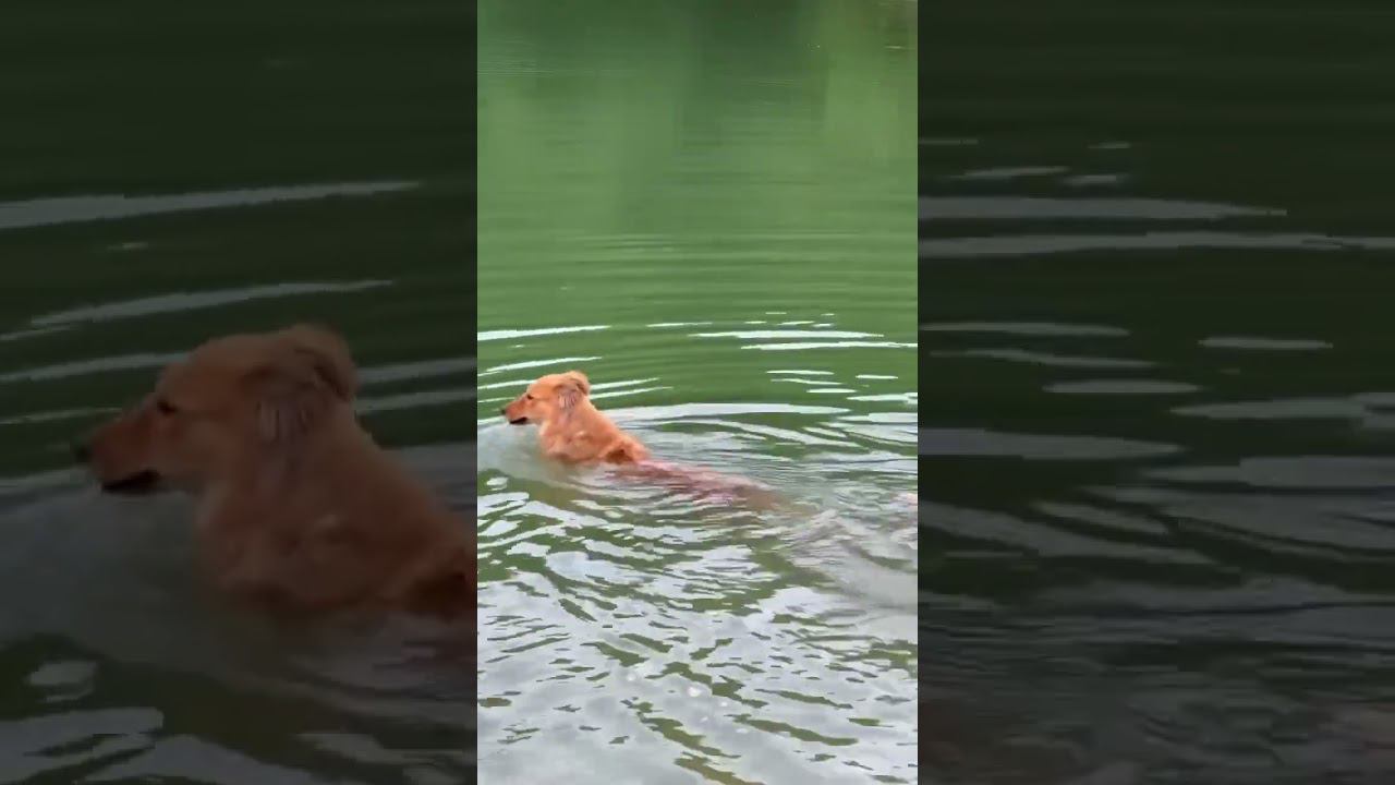 Наши дачные гости!  #vacation