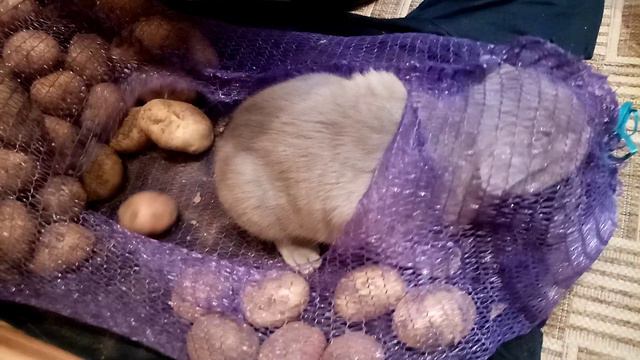 18.09.22 г._195430 котя и картошка