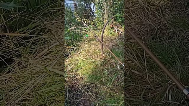 Рыбалка на реке на подлещика
