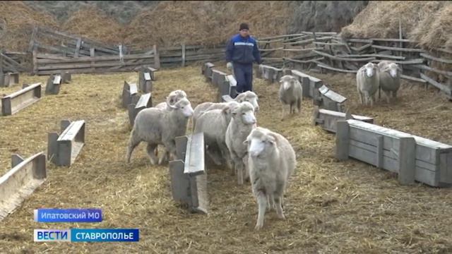 Достижения ставропольских ученых в развитии тонкорунного овцеводства