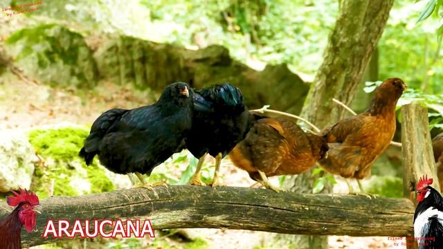 COMPILATION TOP 20 of the most beautiful roosters of various chicken breeds crowing! Brahma Seram