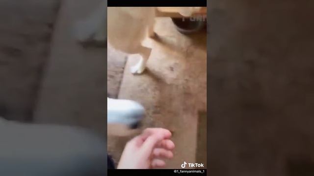 Приколы до слез. Домашние животные. смех до слез. 101 часть