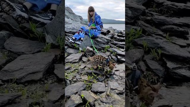 БЕНГАЛЬСКИЙ КОТ. АРГАЗИ 2022