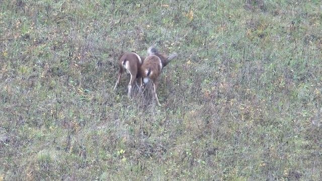 Утром рано два барана... Early in the morning two sheep